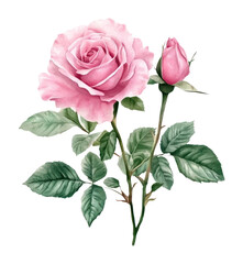 Naklejka premium PNG Watercolor pink roses illustration watercolor flower.