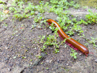 Reddish brown Millipede on soil, terrestrial arthropod from class Diplopoda in natural habitat.