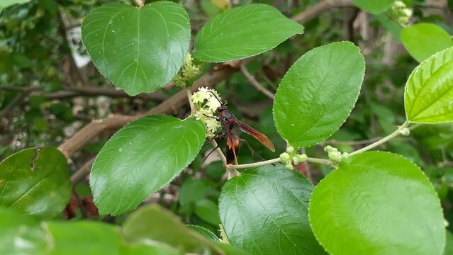 A wasp landed on the flower of a bidara plant.