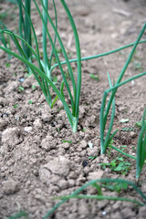 spring onions growing in the garden