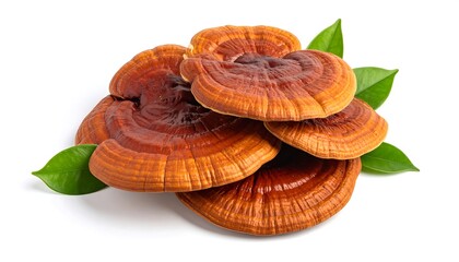 Reishi Mushrooms with Herbal Remedy.