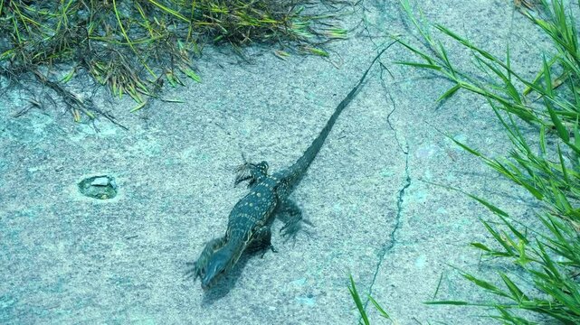 An Asian water monitor lizard almost black in color with striped-dotted back and tail warms up under the sun and goes in search of food