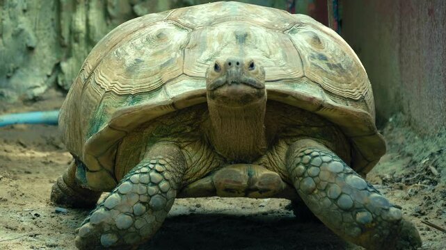 A massive desert tortoise is looking at the camera. Exotic reptile found in Thailand in Samut Prakan crocodile farm. Closeup