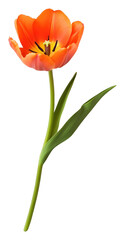 Naklejka premium PNG Deep Red tulip flower blossom elegant.
