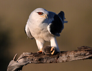 un bonito elanio azul en españa