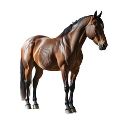 full body of a horse isolated white background