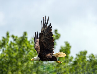 Adult Bald Eagle in flight