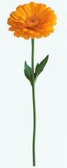 Bright orange marigold flower with detailed petals on a single green stem with two leaves against a white background