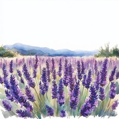 Obraz premium Beautiful lavender field in full bloom with purple flowers stretching towards distant mountains under a bright sky, capturing a peaceful and serene atmosphere