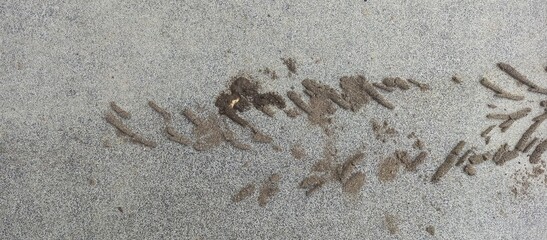 Concrete Path with Bird Footprints and Fine Details