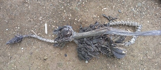 Dried Plant Remains on Dry Ground