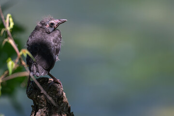 Baby bird perched on a tree stump.