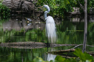 Great egret in breeding plumage perched on a branch in a lake.