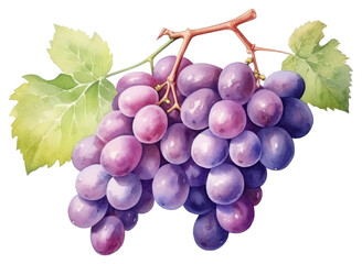 Fototapeta premium PNG Illustration of grapes watercolor fruit vine.