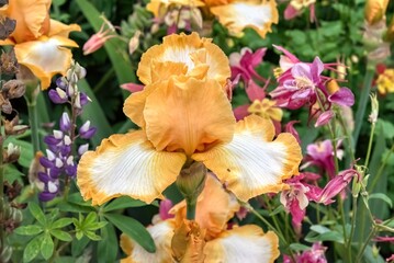 Fototapete bei efototapeten.de bestellen   