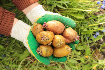 Farmer planting potato in soil ground in spring garden. Hands in gloves with sprout potatoes close up top view. Growing organic vegetables