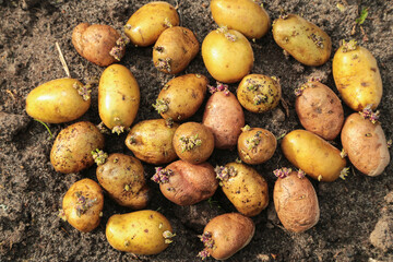 Potato seed with sprouts close up. Potatoes seeds with sprout for planting, sowing and growing on soil ground in garden in sunlight