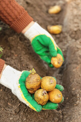 Farmer planting yellow potato in soil ground in garden. Hands in gloves with sprout potatoes close up. Growing organic vegetables
