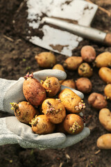 Farmer planting yellow potato in soil ground in garden. Hands in gloves with sprout potatoes close up. Growing organic vegetables