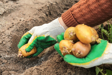 Farmer planting potato in soil ground in garden. Hands in gloves with sprout potatoes close up. Growing organic vegetables