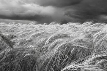 Black and white image of a vast field of wheat swaying gently in the wind under a dramatic sky filled with dark clouds, capturing the essence of nature's beauty and tranquility