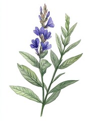 Watercolor blue wildflower flowers illustration nature vector 