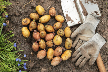 Potato seed with sprouts in wooden box with shovel close up top view. Potatoes with sprout for planting, sowing and growing on soil ground in spring garden