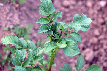 leptinotarsa ​​decemlineata