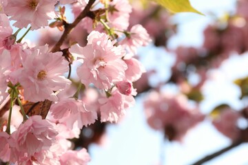 Beautiful blossoming sakura tree with pink flowers against sky, closeup