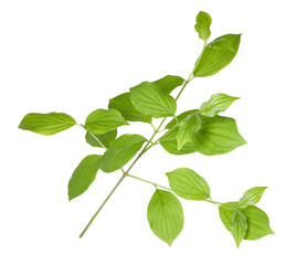 Branch with green leaves isolated on white