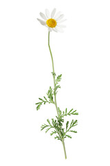 One beautiful chamomile flower on white background