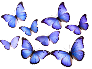 Group of Violet and Lavender Butterflies in Flight, Transparent Background
