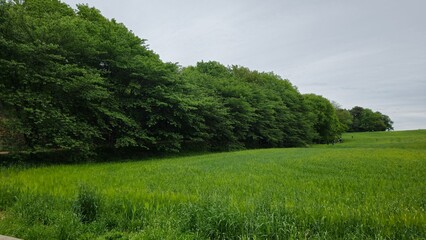 Lush Forest Border Meeting a Peaceful Green Barley Field under Overcast Sky
