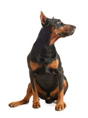 Adorable big Dobermann dog on white background
