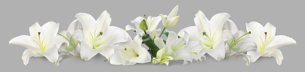 Obraz premium Beautiful white lily flowers on grey background. Banner design