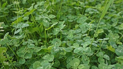 Obraz premium A fresh green carpet of clovers gently spreading under soft daylight, evoking calm and simplicity