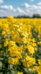 Obraz premium Yellow rapeseed flowers, sunny field, spring