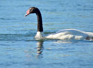 cisne