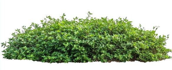 Lush green shrubbery