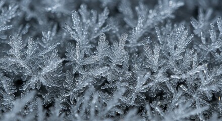 Detailed Macro Photo Of Ice Crystals With White Background And Sparkle