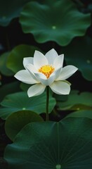 Photo of a White Lotus Flower Blooming on a Green Background