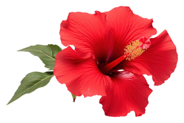 A red Hibiscus hibiscus flower plant.