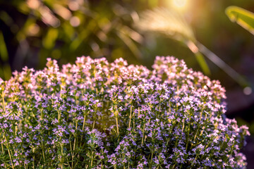 Flowering thyme bush in raindrops against warm light of setting sun. For articles on growing and...