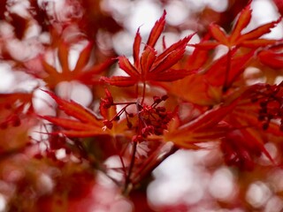 Spring leaves of the Japanese maple (Acer palmatum), palmate maple or smooth Japanese maple cultivar. Central Alps, Varallo, Italy