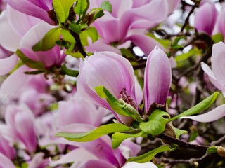 Pink and white blossom of the saucer magnolia or sometimes the tulip tree, Magnolia × soulangeana...