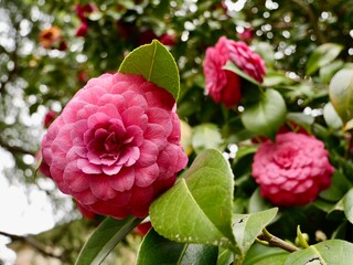 Flowering of the common camellia (Camellia japonica), or Japanese camellia cultivar. Central Alps,...