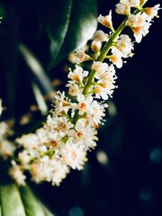 Flowering of the cherry laurel (Prunus laurocerasus), common laurel or sometimes English laurel; an...
