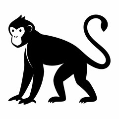 monkey on white background