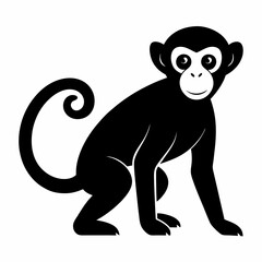 monkey on white background
