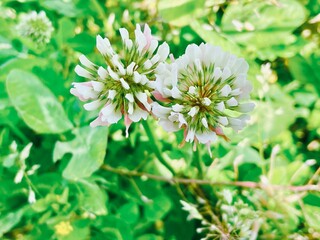 シロツメクサの花の写真素材
